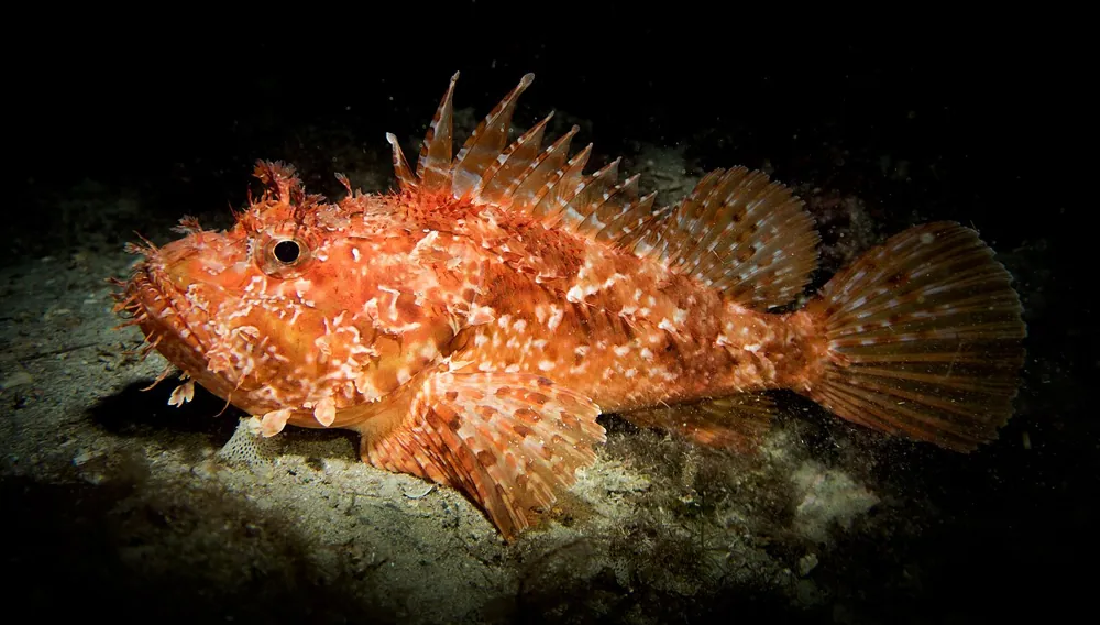 ภาพของRed scorpionfish