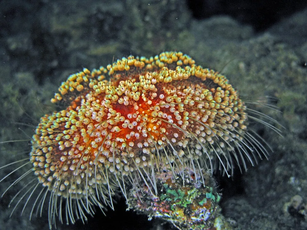 د Red Sea fire urchin عکس