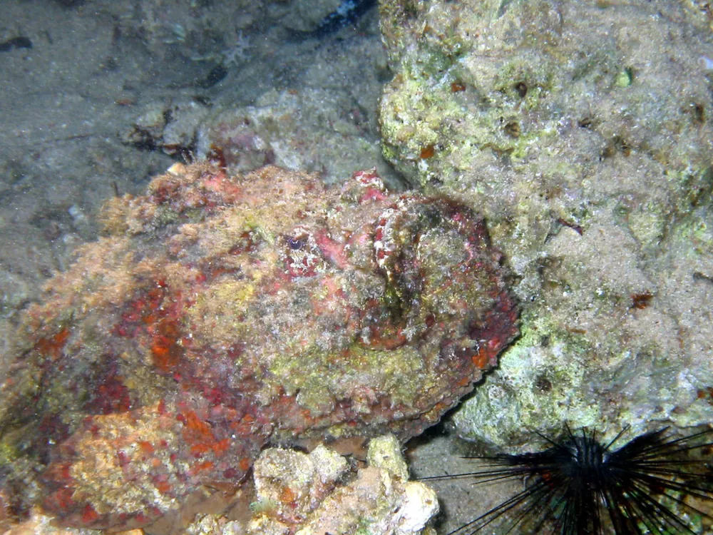 د Red Sea stonefish عکس