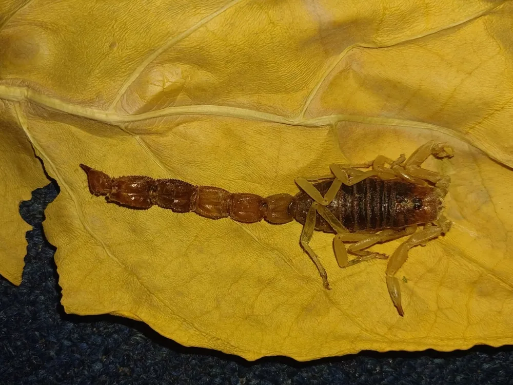 عکس Red Sea thick-tailed scorpion