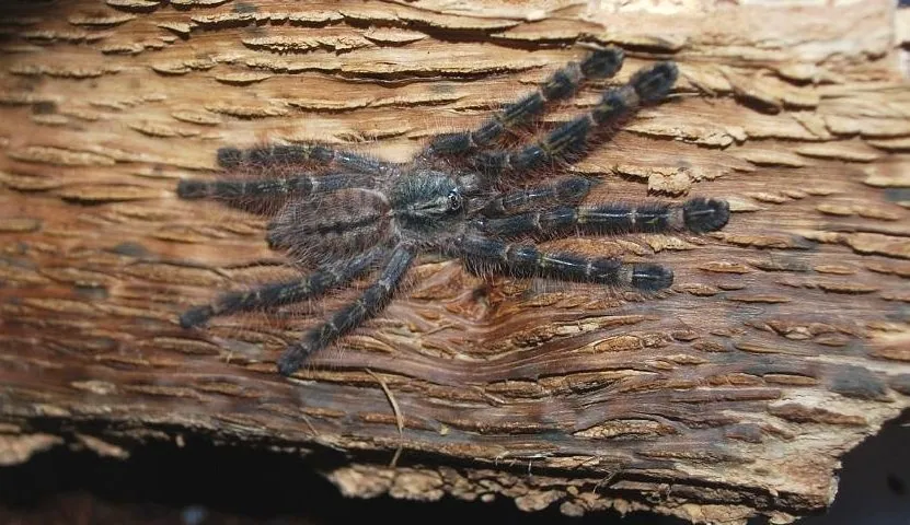 د Red slate ornamental tarantula عکس