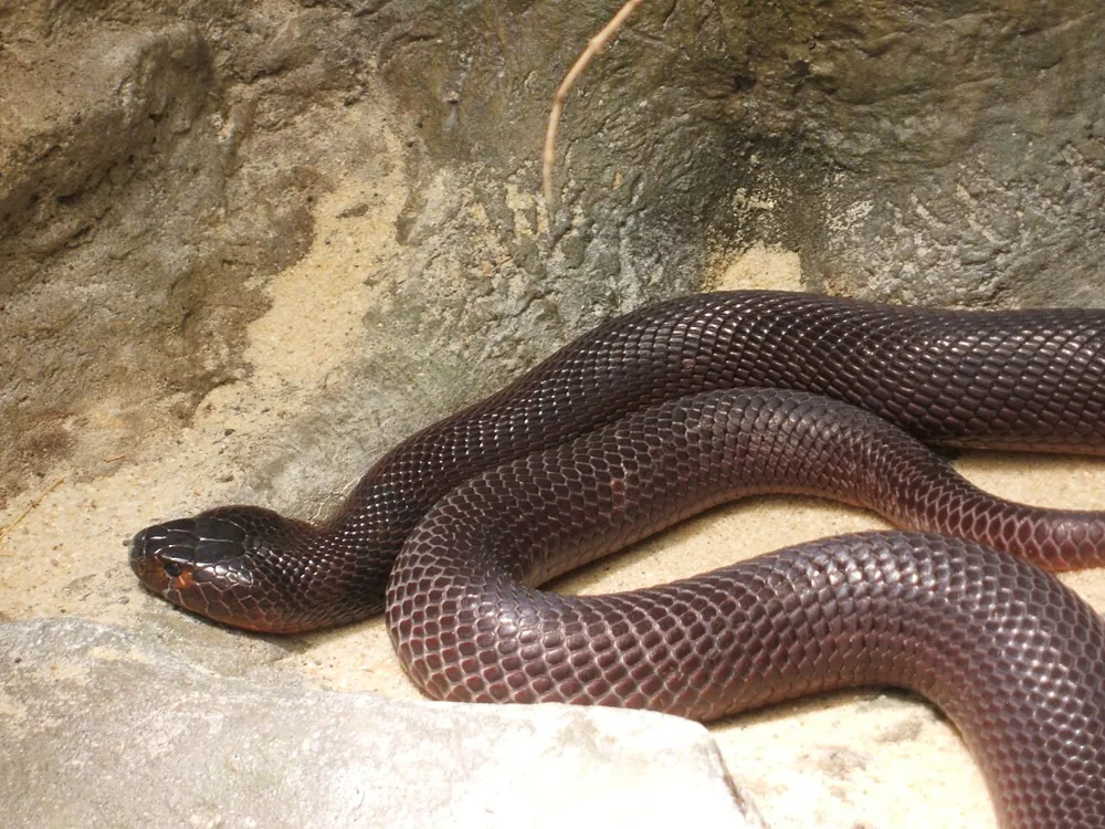 عکس Red spitting cobra