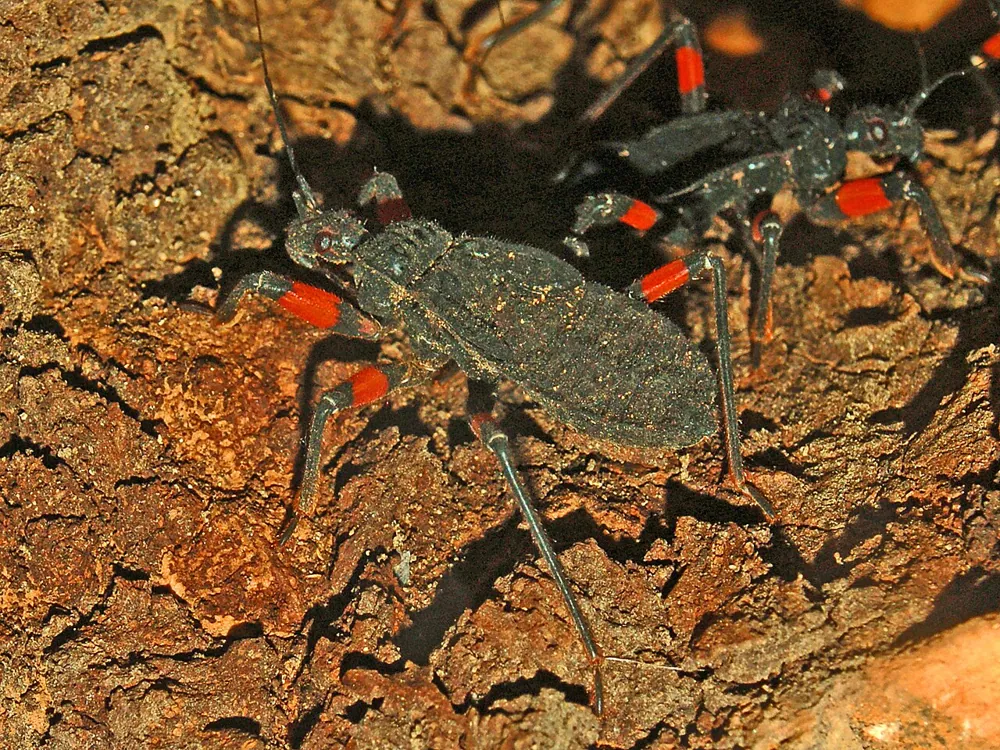 عکس Red-spotted assassin bug