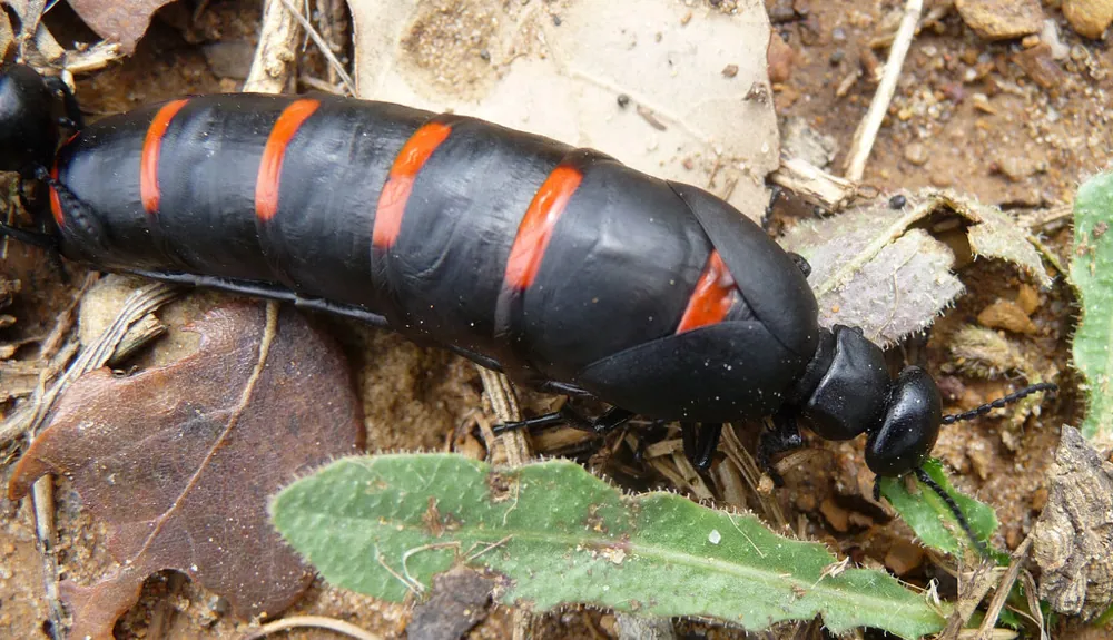 د Red-striped oil beetle عکس