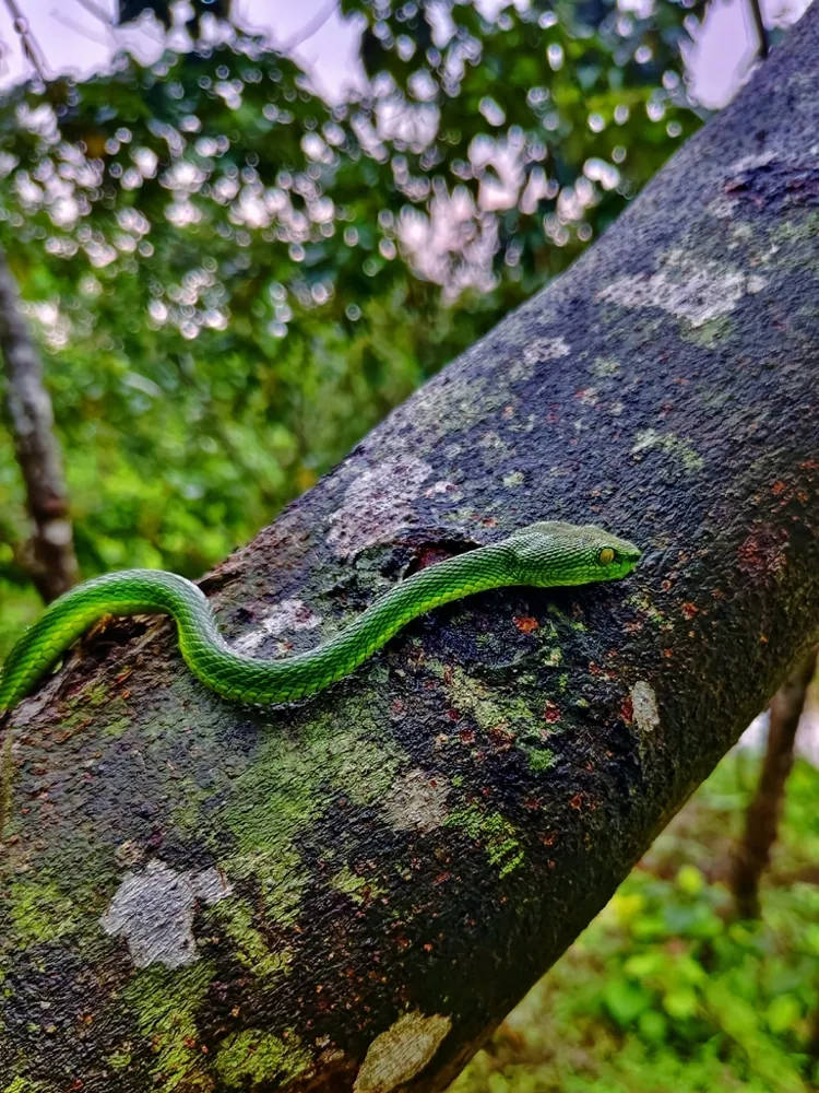 عکس Red-tailed bamboo pit viper