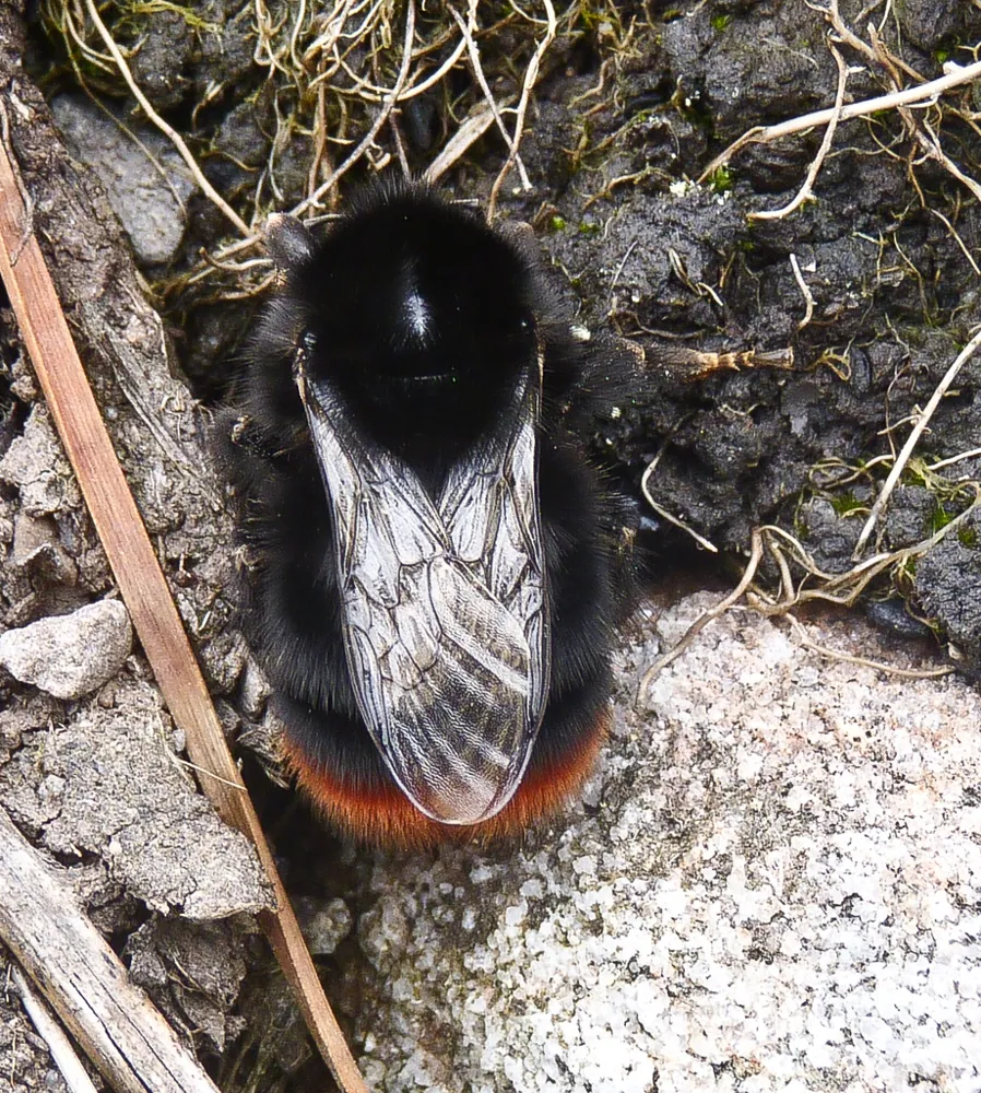 ภาพของRed-tailed bumblebee
