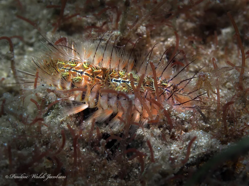 عکس Red-tipped fireworm