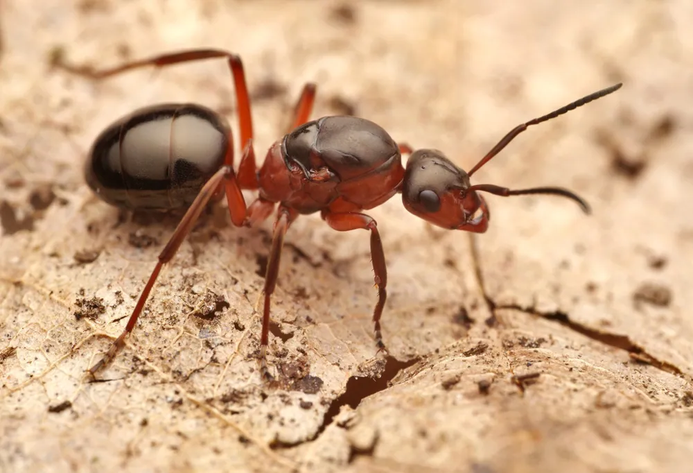 د Red wood ant عکس