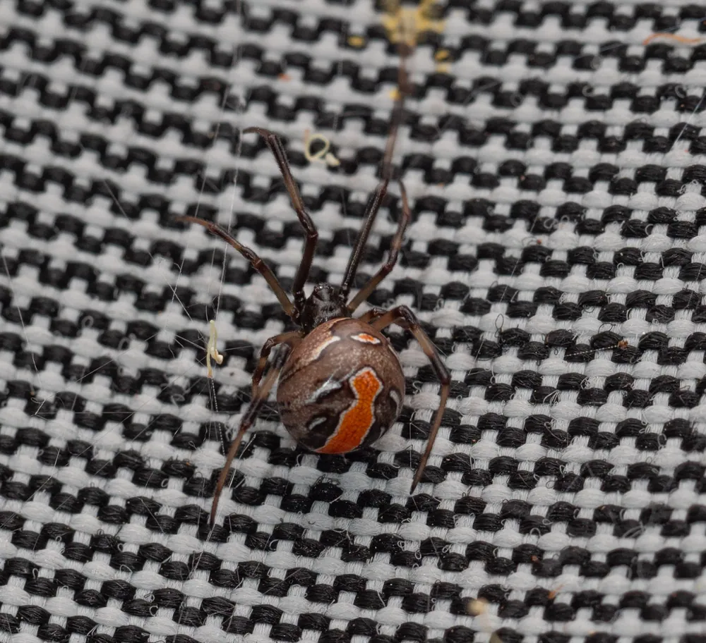 Redback spider ఫోటో