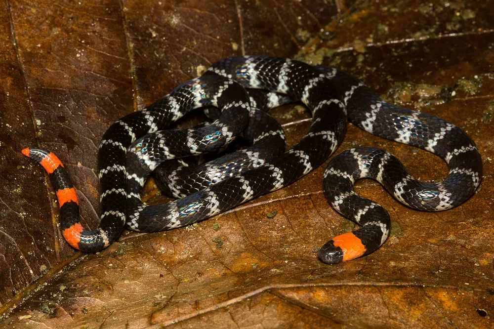 د Redtail coral snake عکس