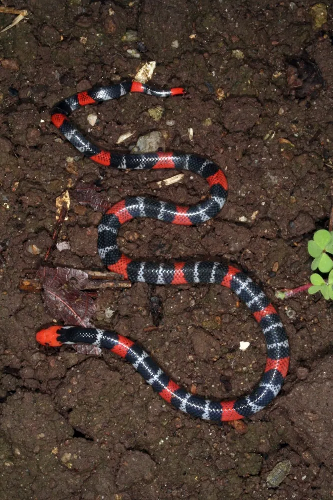 د Regal coral snake عکس