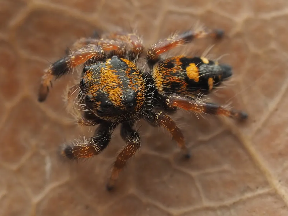 د Regal jumping spider عکس