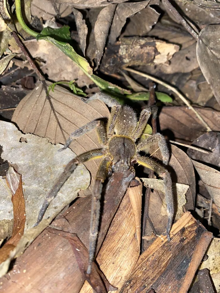 Foto de Reidy's wandering spider