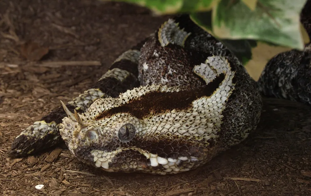 عکس Rhinoceros viper