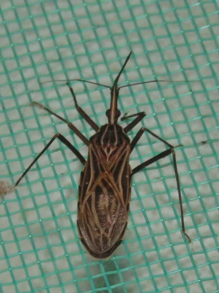 د Rhodnius kissing bug عکس