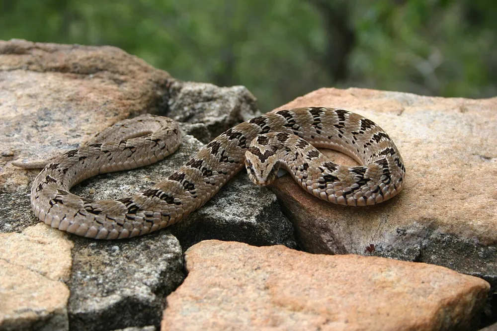 Rhombic night adder ఫోటో