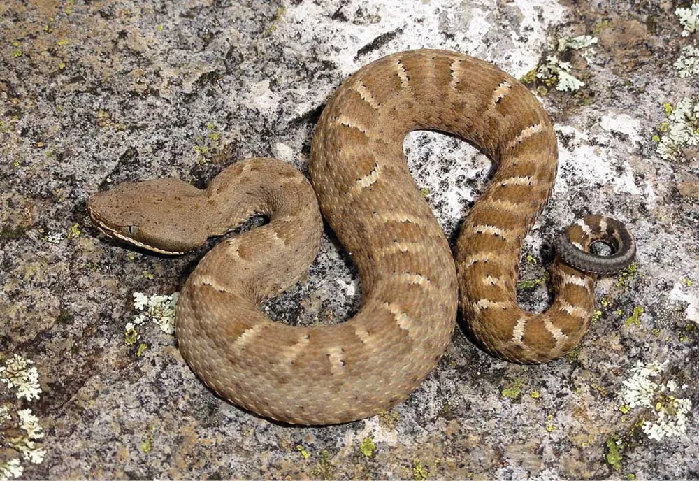 عکس Ridge-nosed rattlesnake