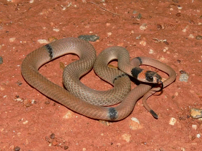 صورة Ringed brown snake