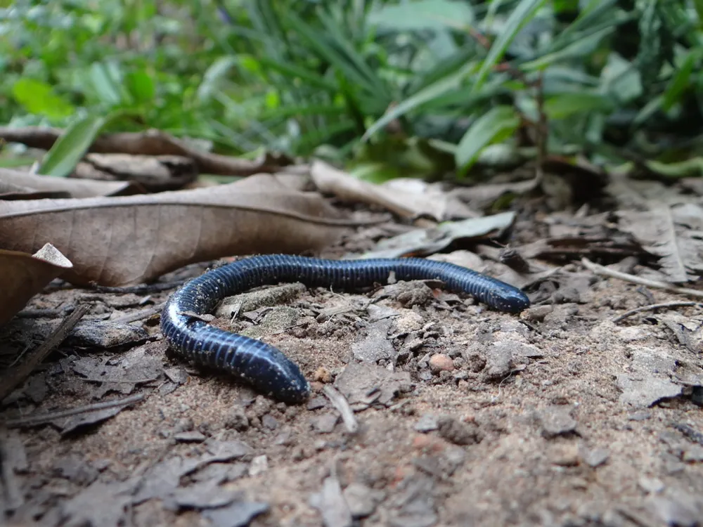 ภาพของRinged caecilian