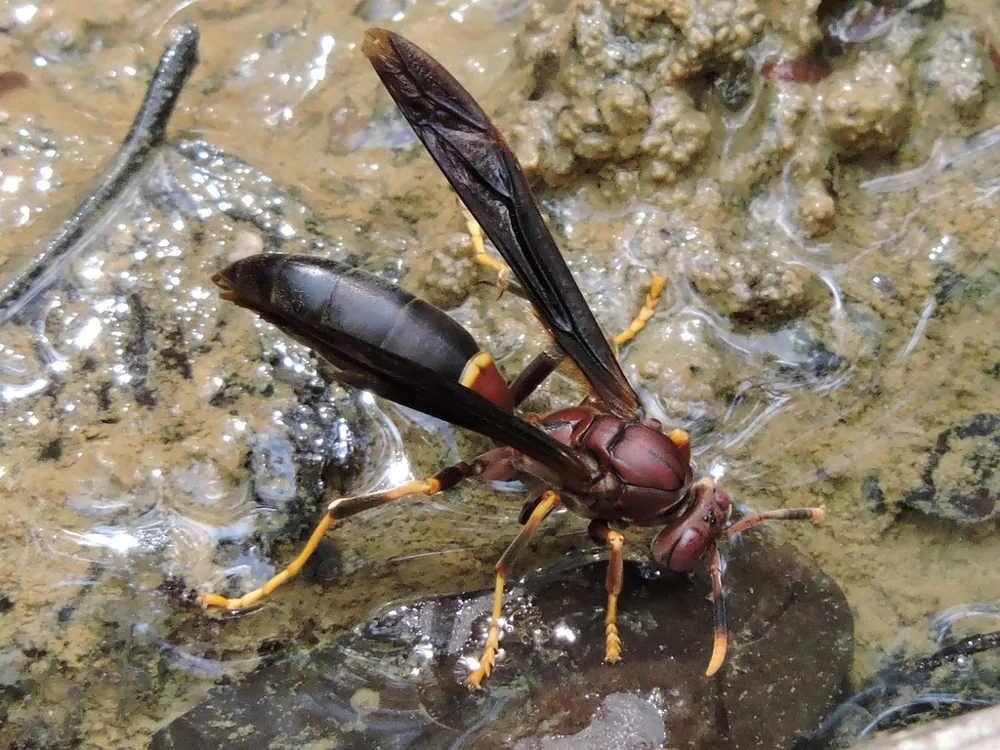 د Ringed paper wasp عکس