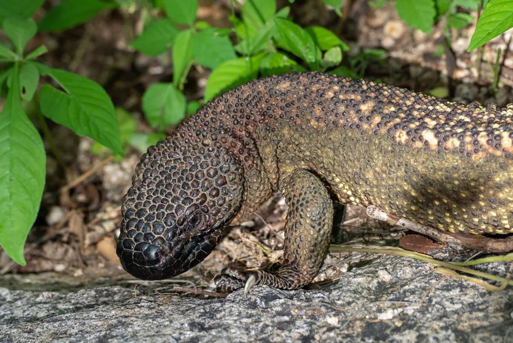 عکس Rio Fuerte beaded lizard