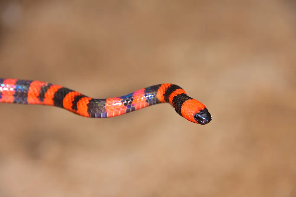 عکس Roatan coral snake
