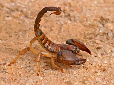 ภาพของRobust burrowing scorpion