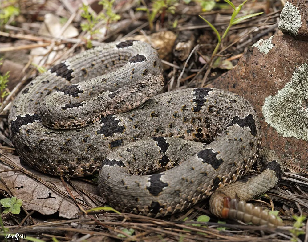 د Rock rattlesnake عکس