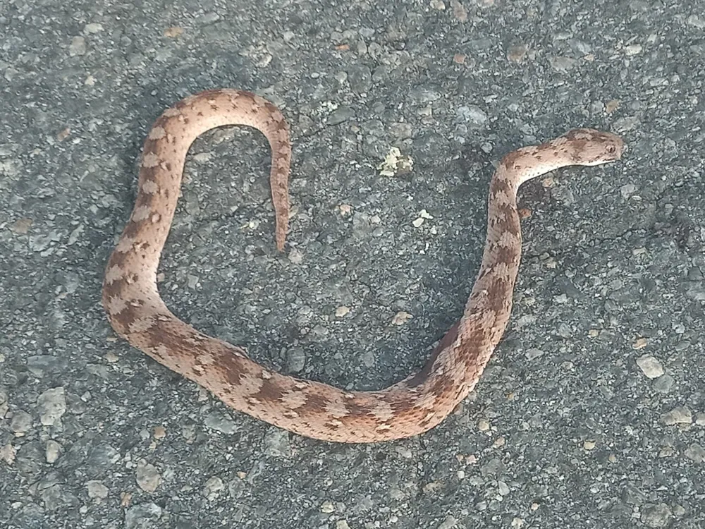 د Roman's saw-scaled viper عکس