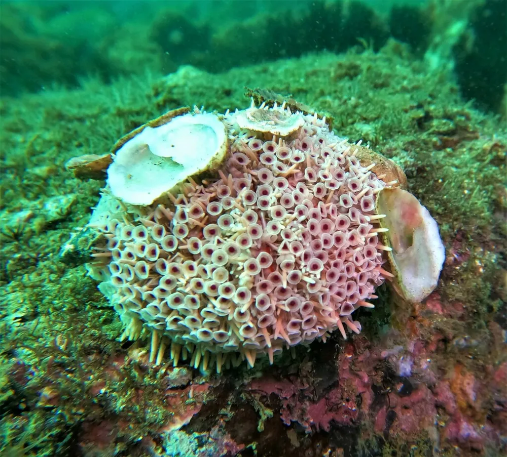 د Rose flower urchin عکس