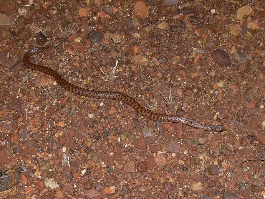 Rosen's snake-இன் புகைப்படம்