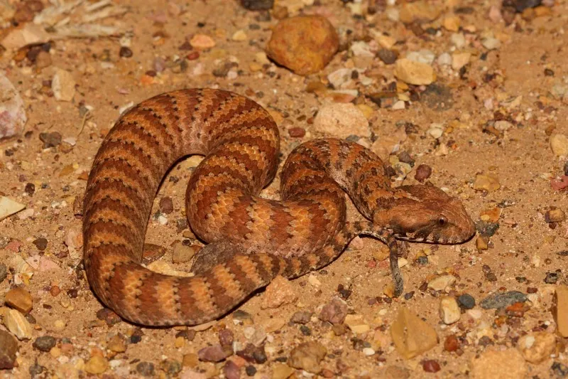 Picha ya Rough-scaled death adder