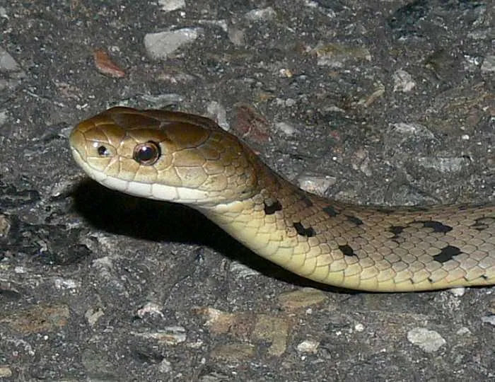 Rough-scaled snake کی تصویر