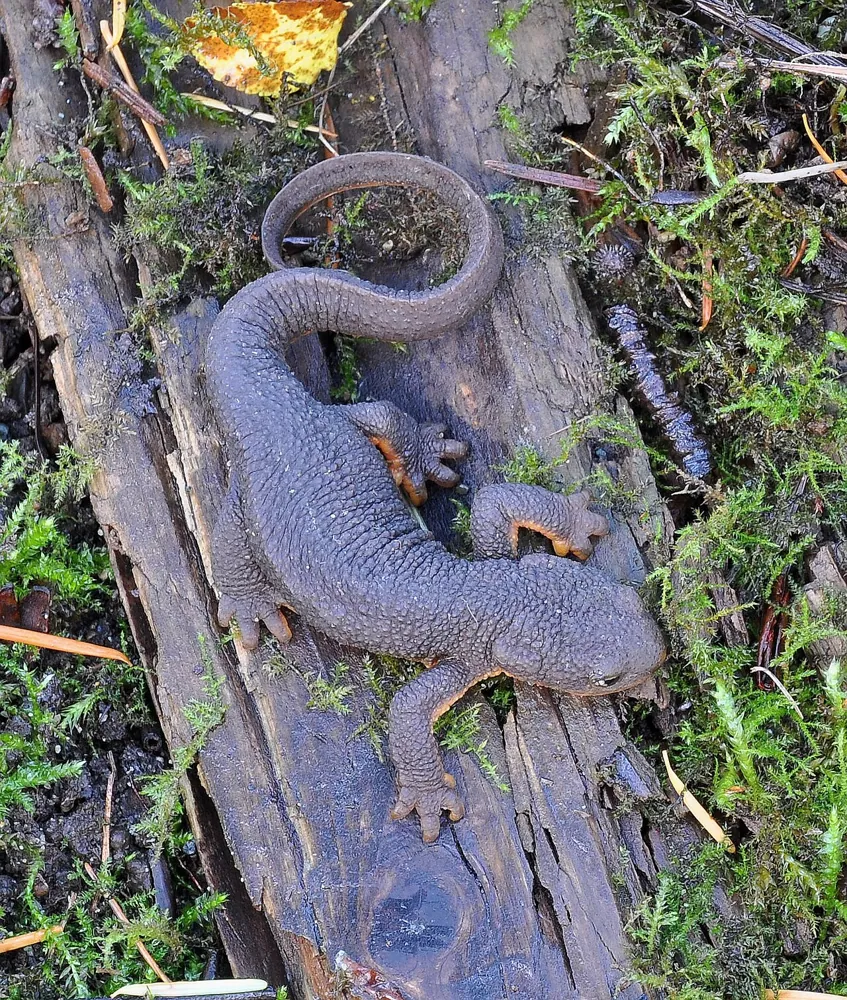 Rough-skinned newt ఫోటో