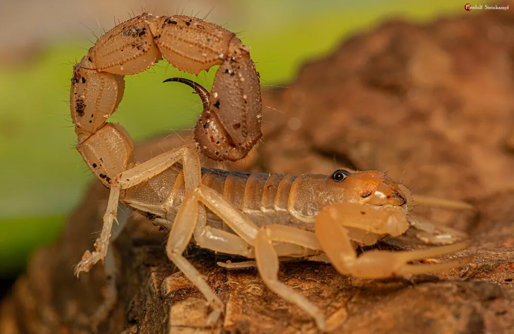عکس Rough thick-tailed scorpion