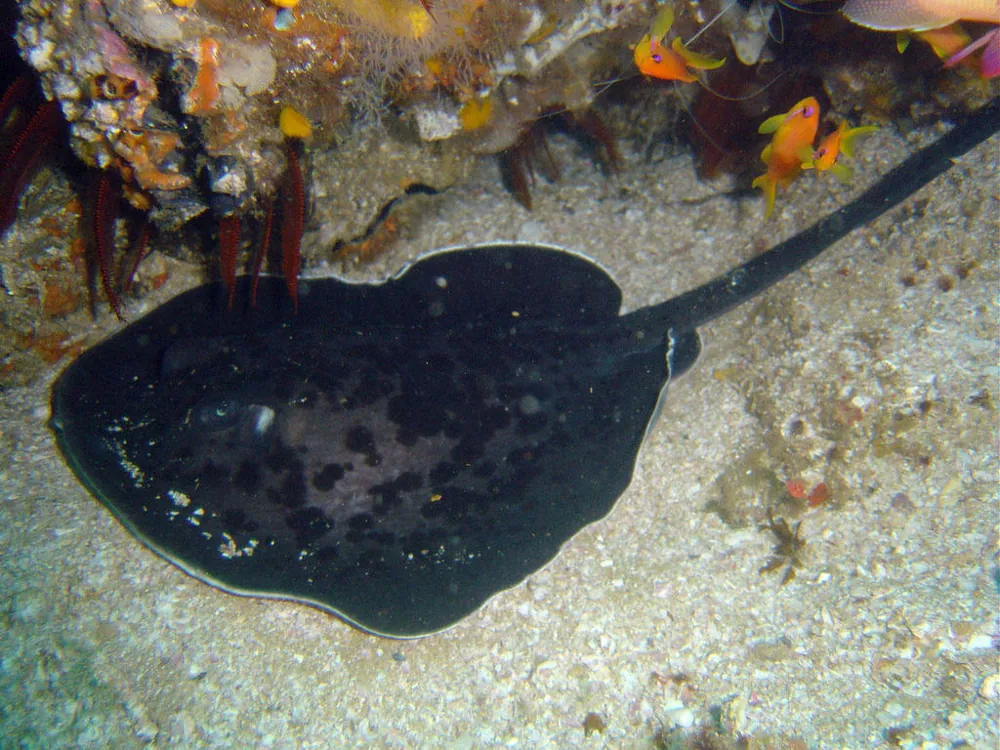د Round ribbontail ray عکس