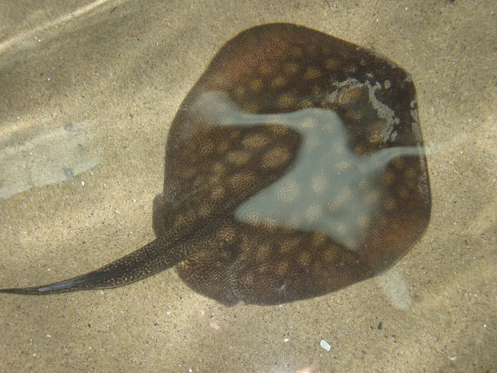 Round stingray ఫోటో
