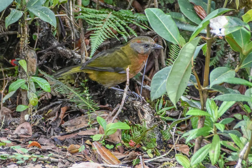 د Rufous-naped bellbird عکس