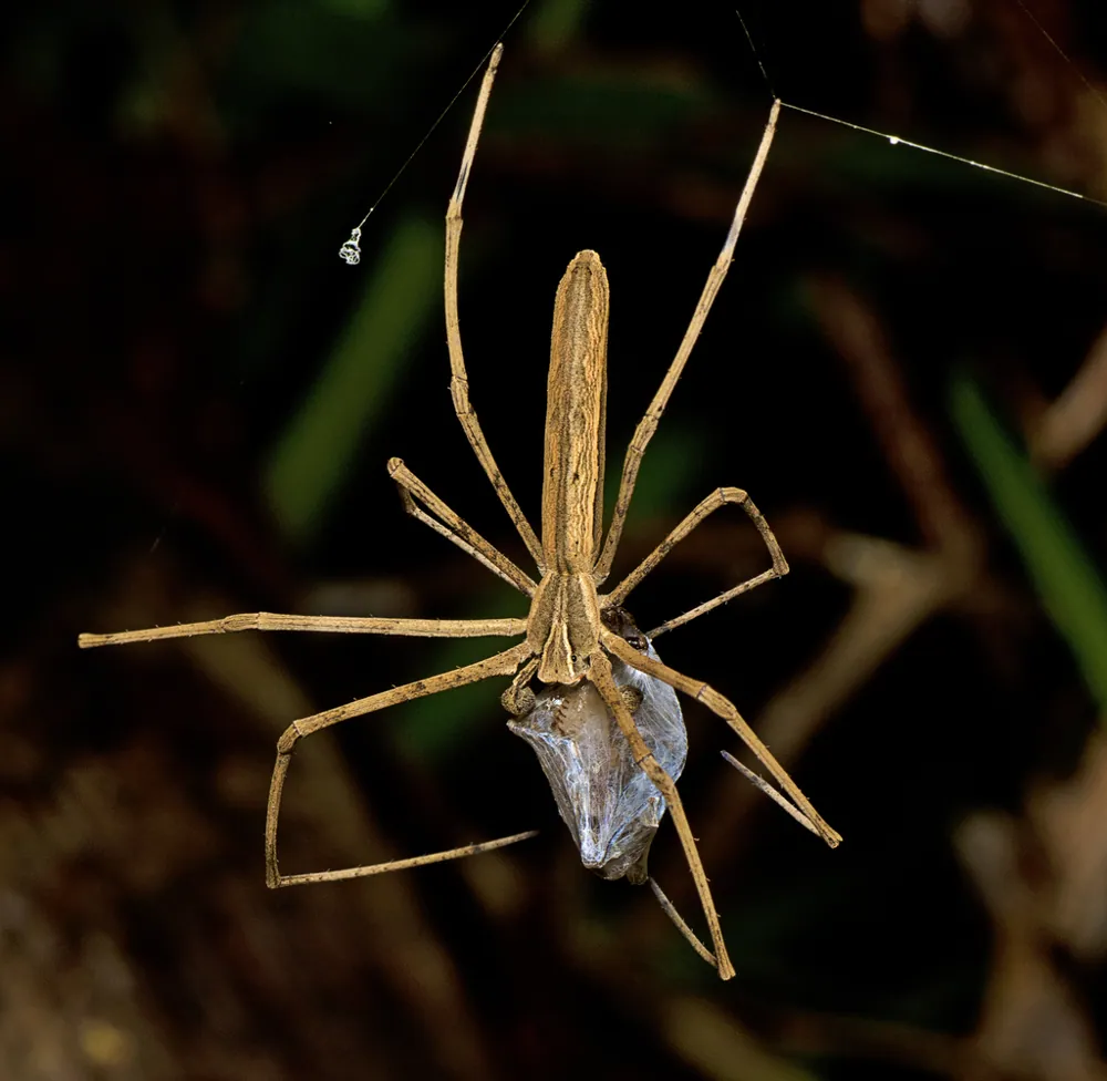 Fotka: Rufous net-casting spider