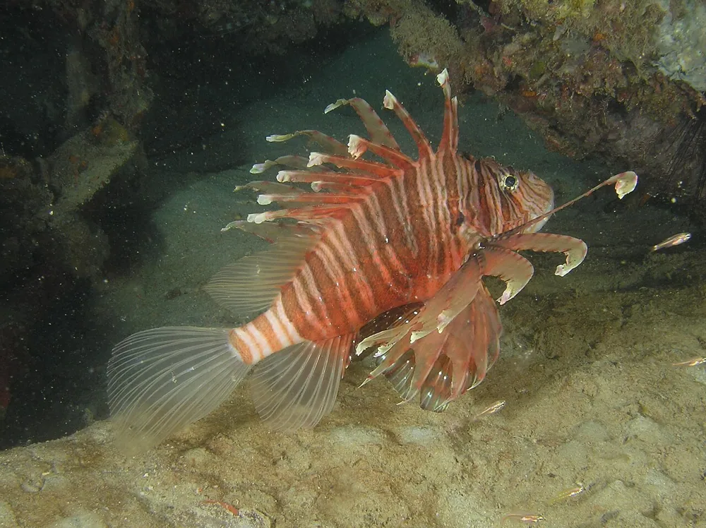د Russell's lionfish عکس
