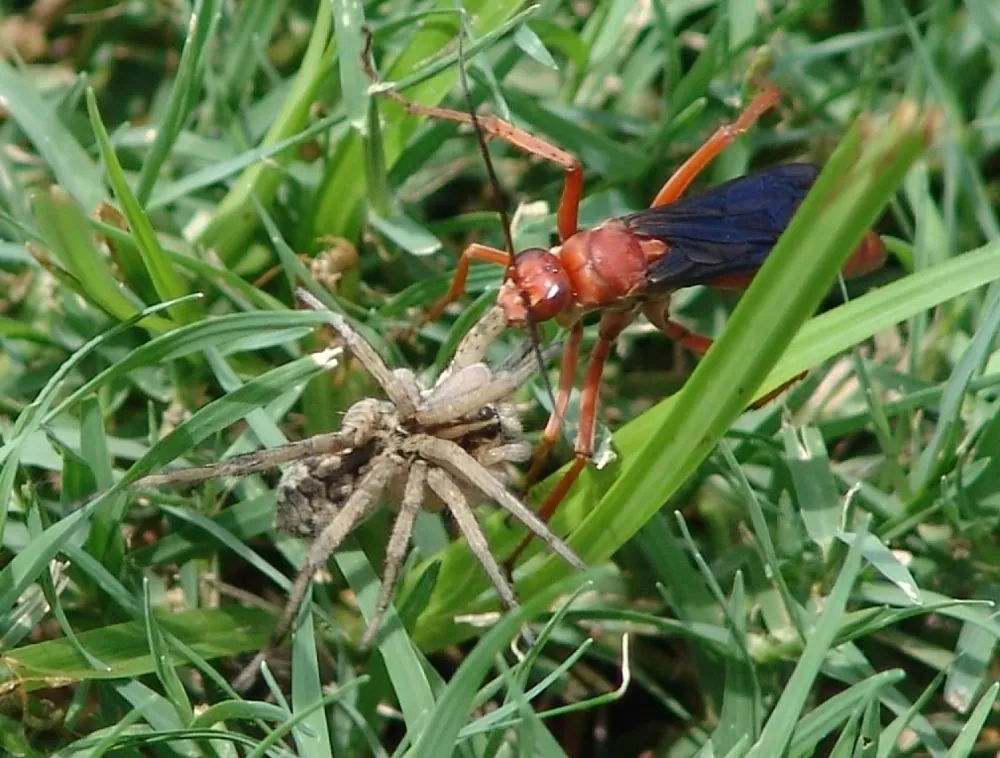 عکس Rusty spider wasp
