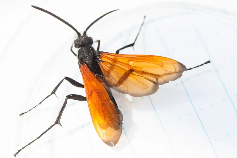 د Rusty-winged tarantula hawk عکس
