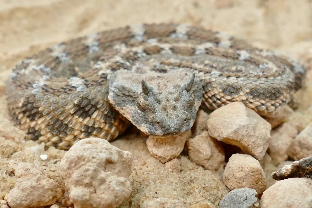 د Saharan horned viper عکس