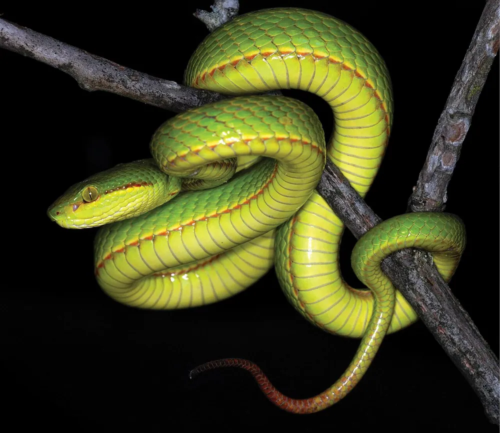 د Salazar's pit viper عکس