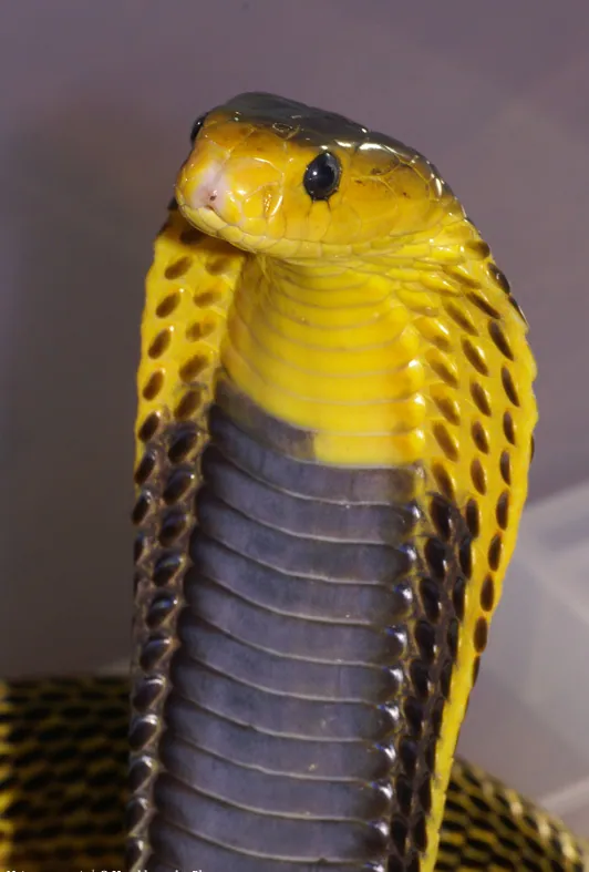 صورة Samar cobra