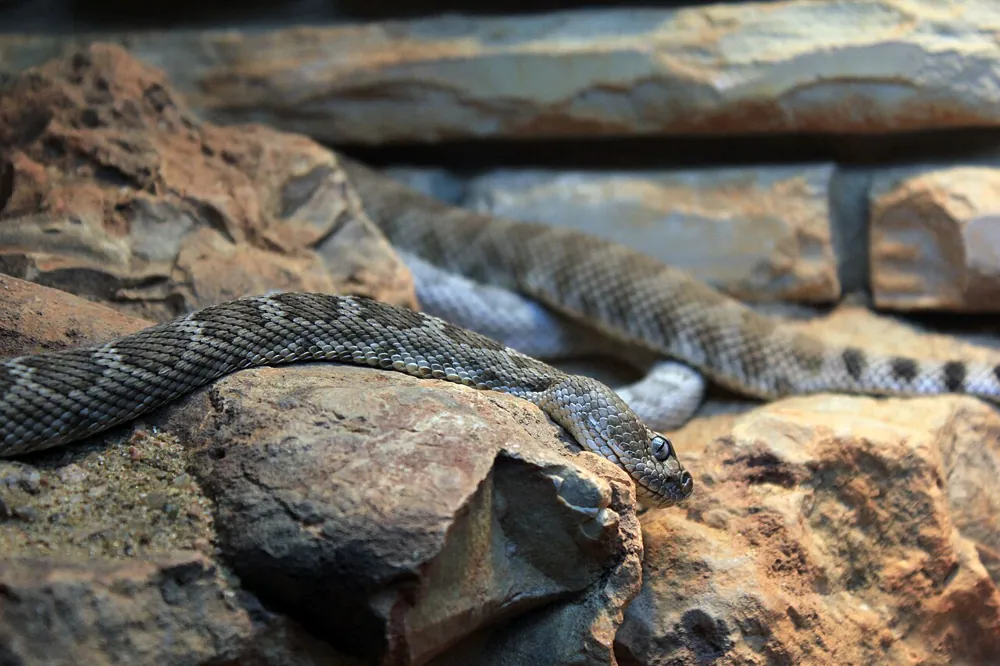 عکس Santa Catalina rattlesnake