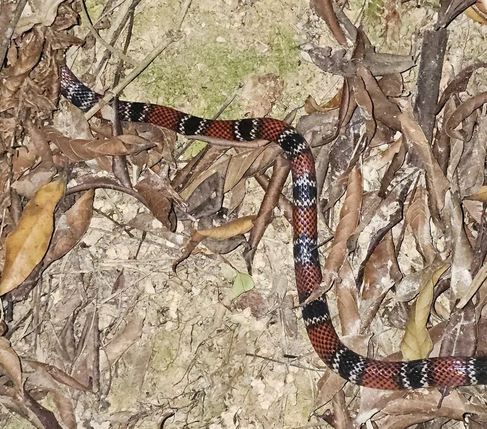 د Santander coral snake عکس