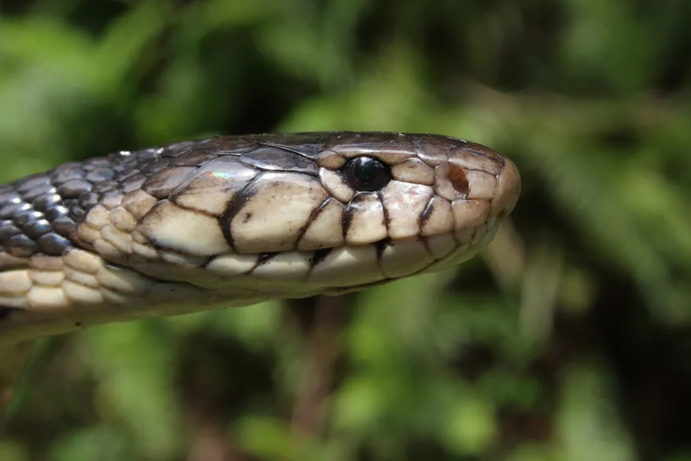 د São Tomé cobra عکس