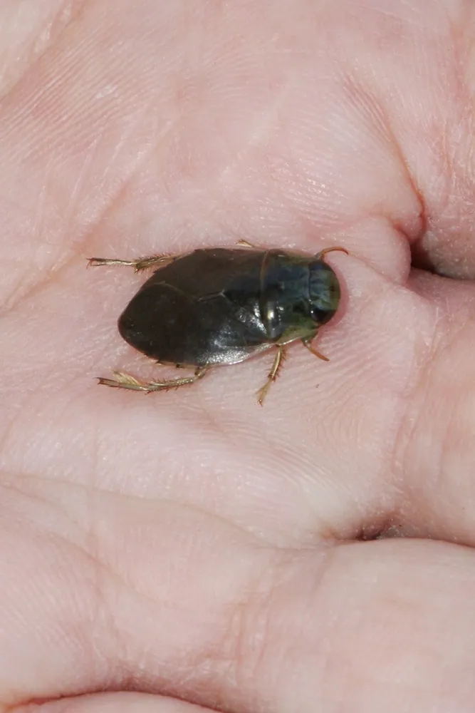 Saucer bug کی تصویر
