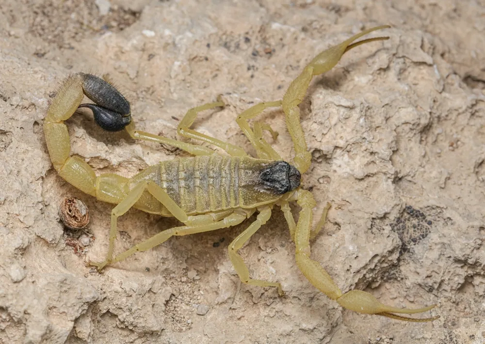 عکس Saulcy's scorpion